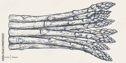 Asparagus, sketch organic vegetable. Vintage retro print, black white asparagus drawing, sketch ink pencil draw, engrave old school style. Sketch artwork silhouette asparagus. Vector Illustration