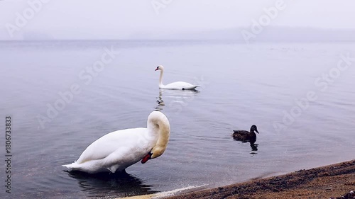 Elegant white swan gracefully preening by the water's edge, with a serene backdrop of misty lake and another swan in the distance, showcasing tranquil nature scene progression