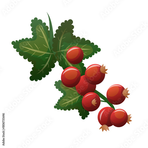 Red currant branch illustration with bright berries. Detailed red currant berry cluster with lush green leaves, perfect for food graphics, botanical designs and fresh summer concepts.