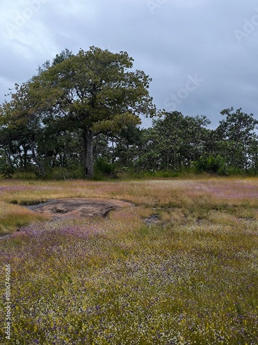 Grass flowers are in full bloom