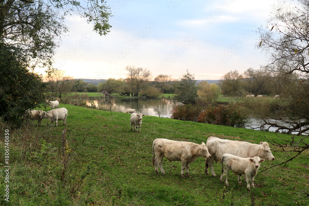 Fototapeta premium White Cattle Grazing by a Calm Riverside Meadow at Sunset