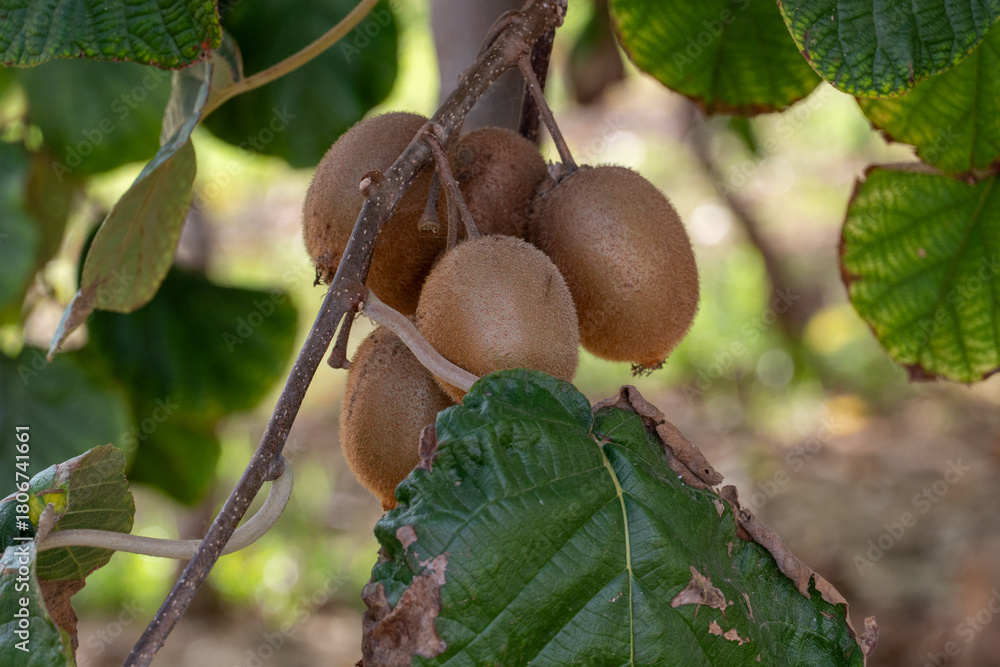 Obraz premium Kiwifruits growing on vine in organic orchard