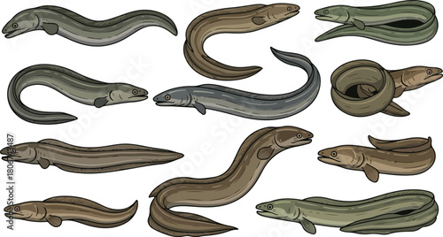 Collection of Various Eels in Different Poses fish