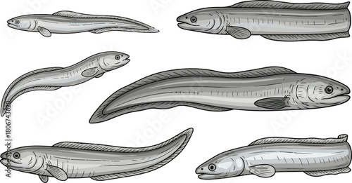 Set of realistic gray eels on white background fish