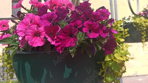 beautiful blossom of  deep pink petunia. close up