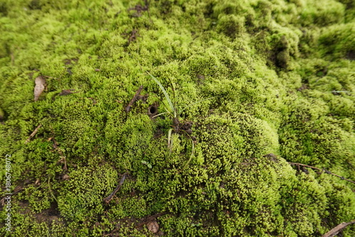 moss grows thickly on the walls