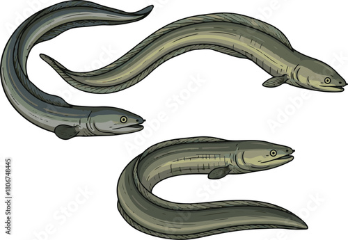 Three Gray Eels Swimming in Different Poses fish aquatic