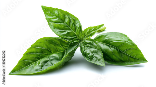 A close up shot of fresh basil leaves with prominent veins on a white background plain