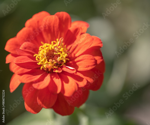 red dahlia flower in garden