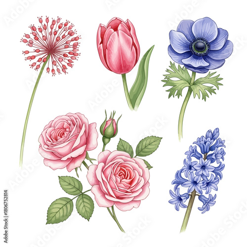 Watercolor flower set, allium, tulip, anemone, rose, hyacinth, isolated on hand drawn botanical illustration