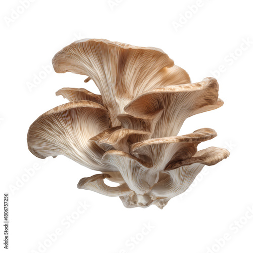 Oyster mushrooms creating an edible cluster on transparent background