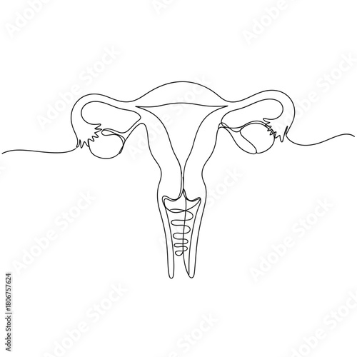 A continuous line drawing of a uterus, representing womens health, gynecology, and the female reproductive system isolated on