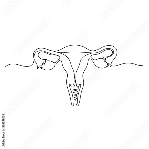 Female reproductive system isolated on drawn by one black continuous line on a vector illustration of uterus concept