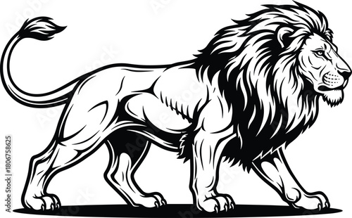 Majestic powerful lion walking in detailed black and white vector illustration, strong wild animal artwork with bold mane and muscular body