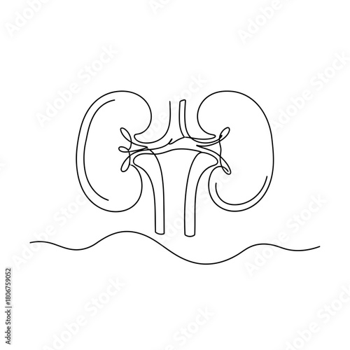Kidney drawn in continuous line style isolated on human internal organ in minimalist design medical, anatomical, health concept
