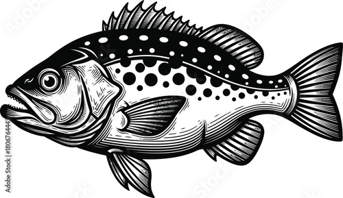 Black and white illustration of a spotted sea bass fish vector art eps silhouette