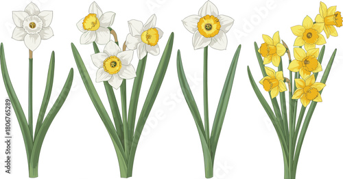 Set of blooming daffodil flowers including white and yellow narcissus bouquets with green leaves, colorful flat vector illustration.