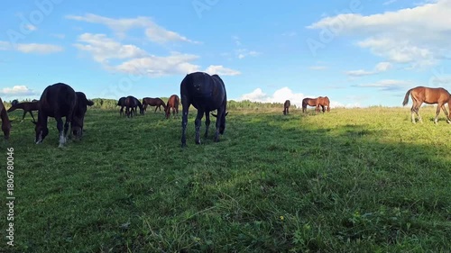 herd of horses grazing at pasture with juicy green grass. sunny evening