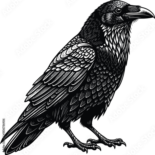 Black raven illustration vector art gothic bird drawing tattoo design eps silhouette