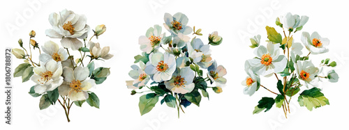 Watercolor jasmine bouquet with delicate white flowers and green leaves isolated on background. Elegant floral branch illustration with soft petals and botanical elements for wedding design.