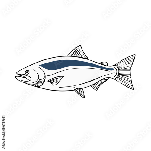 Salmon Illustration Graphic of a Fish Outline Freshwater or Marine Wildlife