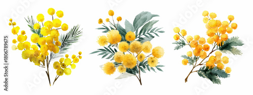 Watercolor mimosa flower set with yellow blossoms and green leaves. Spring acacia bouquet illustrations, wreath frames and floral patterns isolated on white background for March celebration.