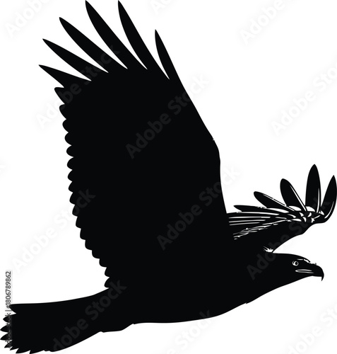 Black eagle flying drawing vector illustration predatory bird design eps silhouette