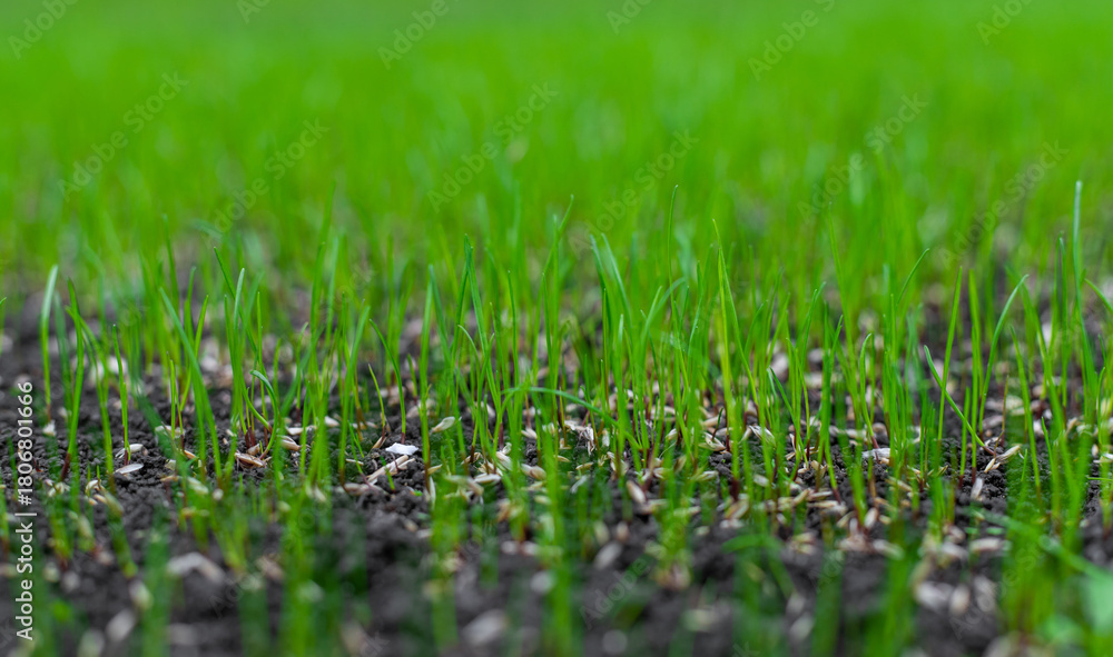 Naklejka premium Young lawn grass has sprouted. Selective focus.