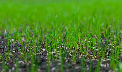Acrylglasbilder Gras Junges Rasengras im Frühling  © yanadjan