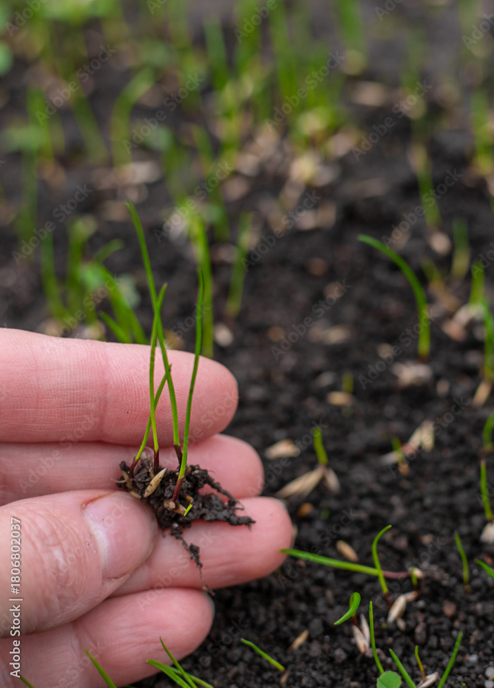 Naklejka premium Young lawn grass has sprouted. Selective focus.