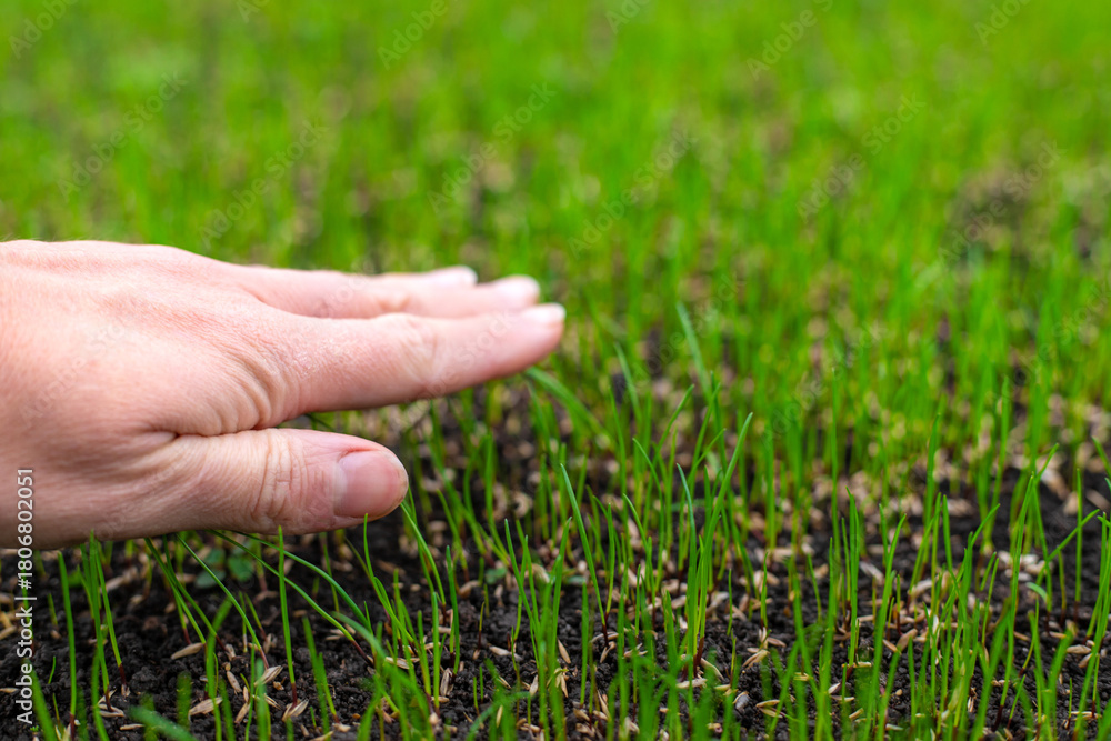 Naklejka premium Young lawn grass has sprouted. Selective focus.