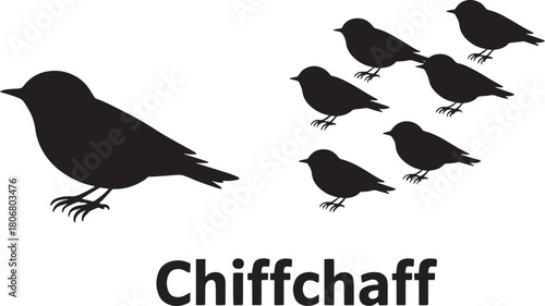Chiffchaff bird group illustration showing adult and juveniles of species small avian wildlife silhouette vector graphic design