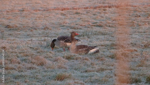 Two greylag geese
