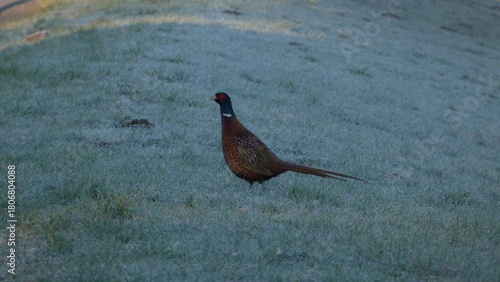 Common pheasant on ground