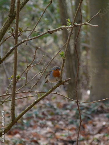 European robin on branch