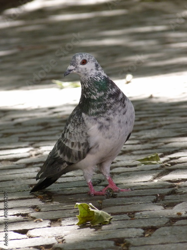 Pigeon on the ground