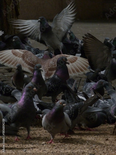 Pigeons in the park