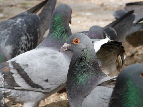 Pigeons in the park