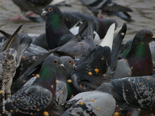 Pigeons in the park