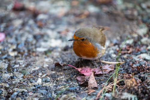 Rotkehlchen auf Futtersuche