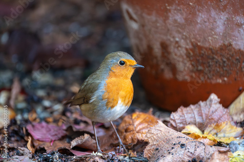 Rotkehlchen auf Futtersuche