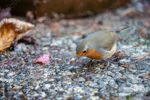 Rotkehlchen auf Futtersuche vor Wurm