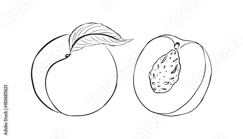 Sliced peach drawing. vector badge fruit. hand drawn peach sketch. vector illustration