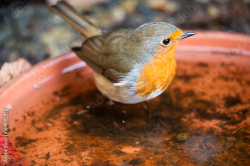 Rotkehlchen auf Futtersuche