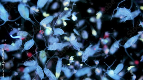 Zooplankton and plankton of the White Sea under a microscope. Various types of crustaceans. Under ultraviolet light.