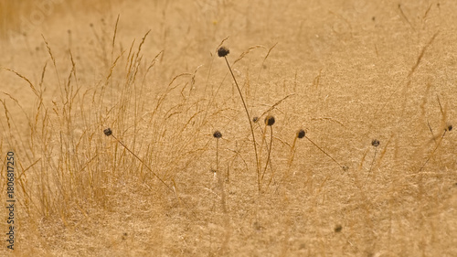 Tableau sur toile Nature background of round spiky seedpods in dry yellow grass, selective focus