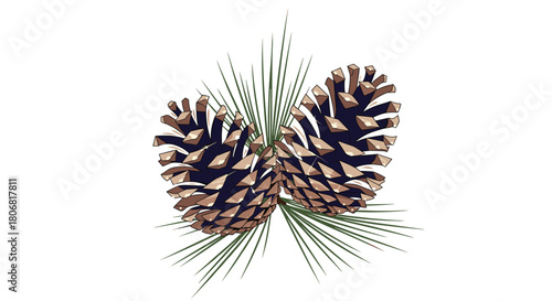 Realistic vector illustration of two brown pine cones attached to a branch with long green needles isolated on white background.