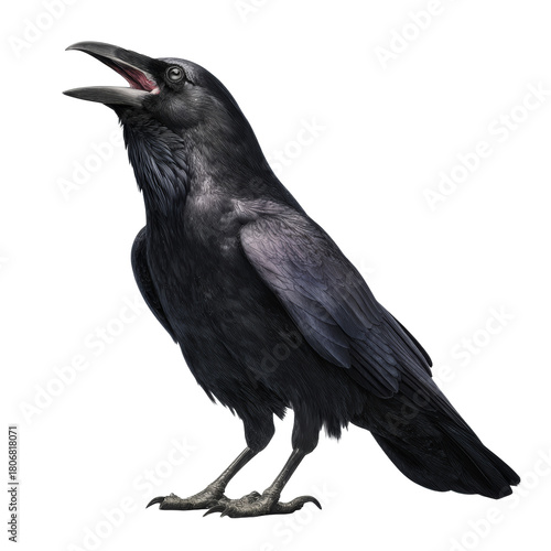 Black corvid bird cawing with open beak illustration
