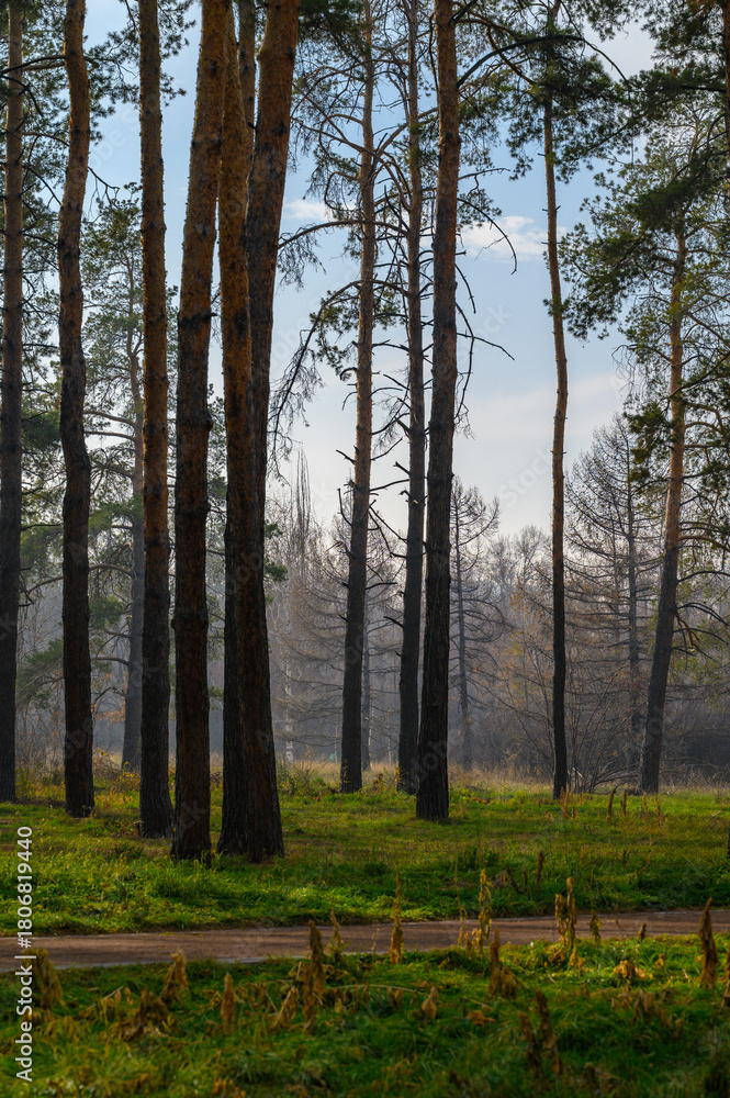 Fototapeta premium forest in the morning