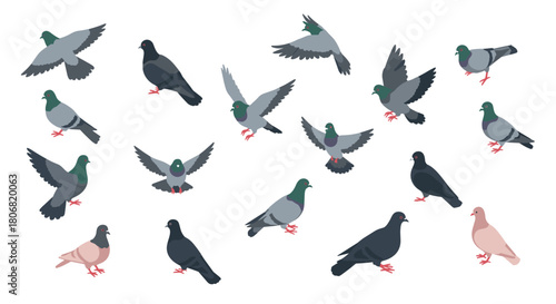 Collection of pigeons in various poses on white background